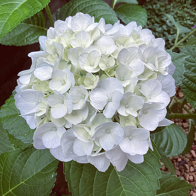 richanさんの実例写真