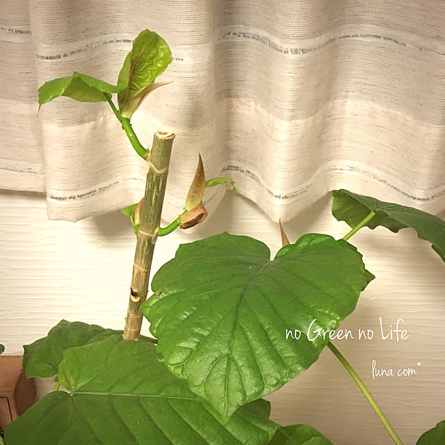 luna.comさんの実例写真