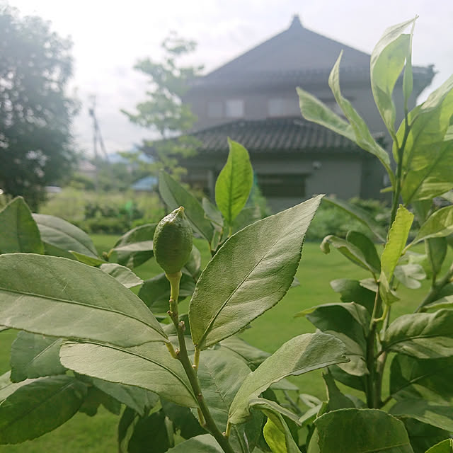 s_h_yさんの実例写真