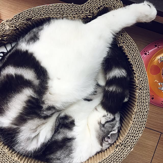 tomommyさんの実例写真