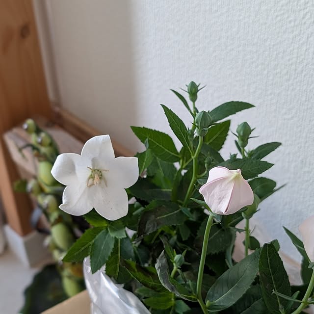 KOHAKUさんの部屋