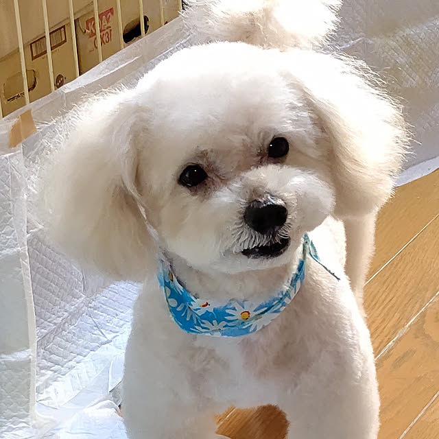 yumirinさんの実例写真
