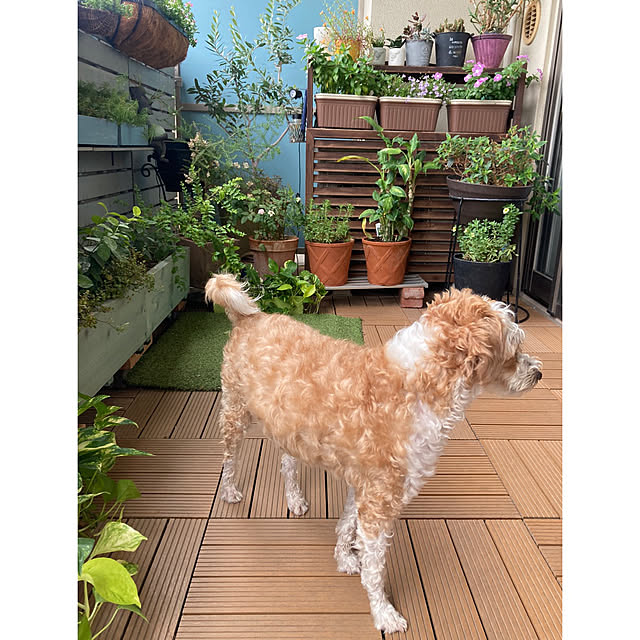 marukoさんの実例写真