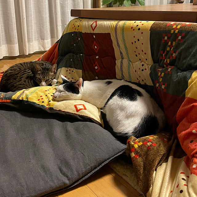 nobikoさんの部屋