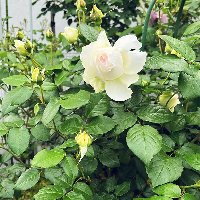 seiseiさんの部屋