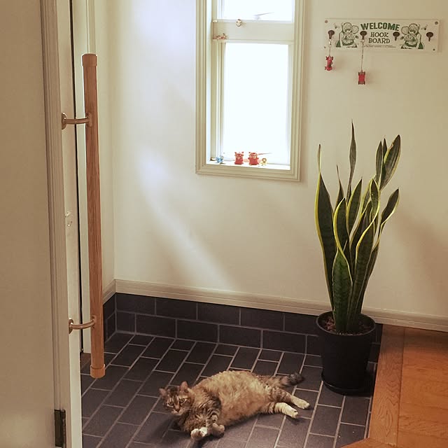 玄関/入り口/ネコと暮らす/観葉植物/ナチュラル/カフェ風のインテリア実例 - 2017-07-13 17:39:05
