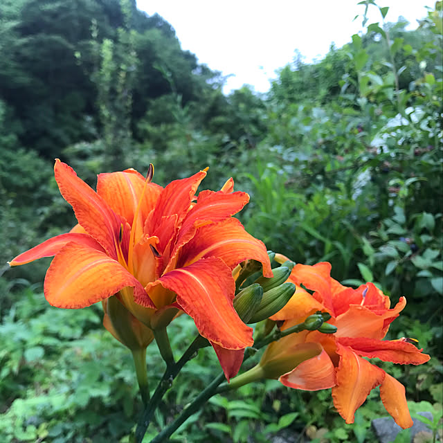 sakurasakuさんの実例写真