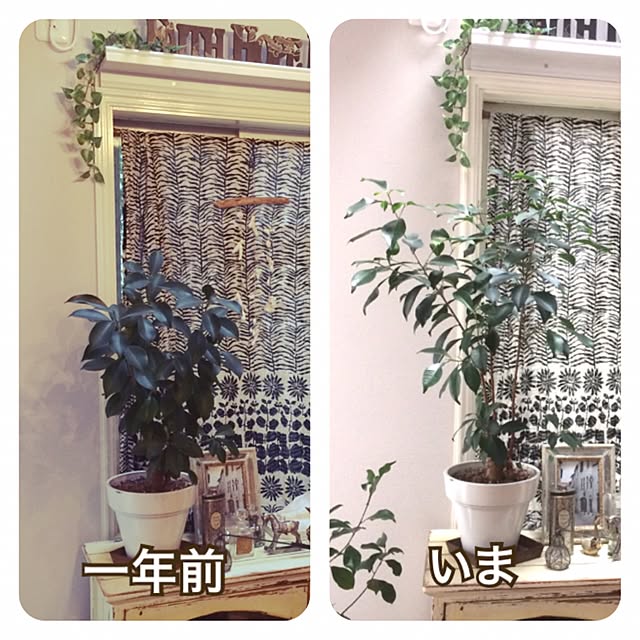 Asanoさんの実例写真