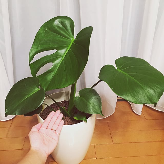 MUNKO_ayuさんの実例写真