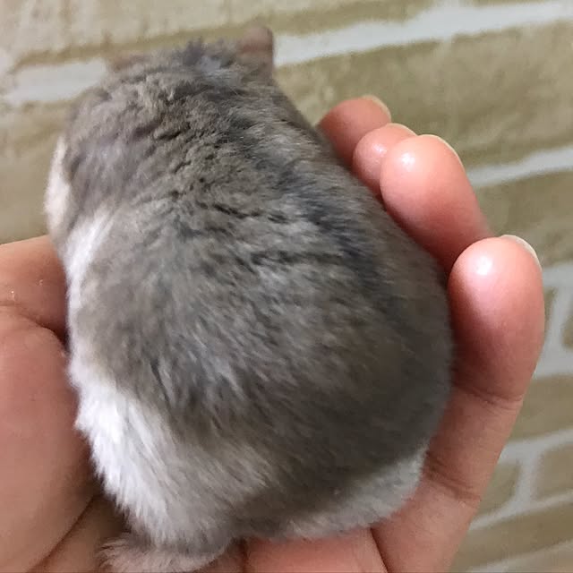marronさんの実例写真