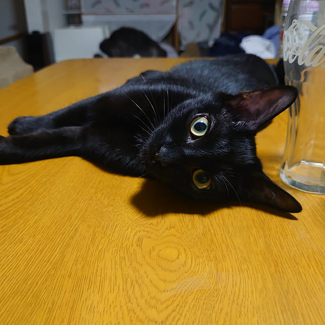 shinobuさんの実例写真