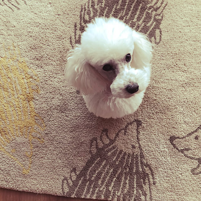 utaさんの実例写真