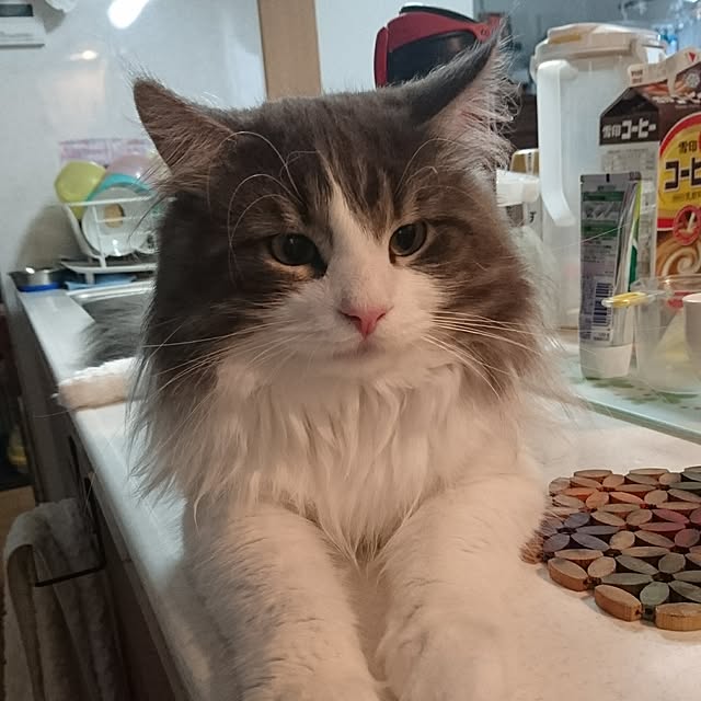 shinobuさんの実例写真