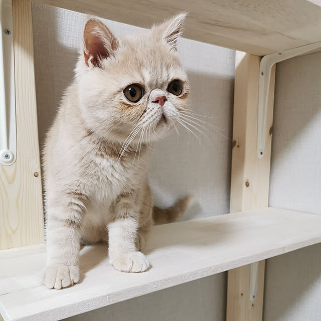 nimさんの実例写真