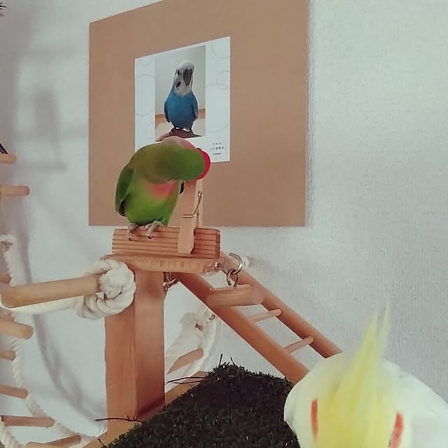 toratanさんの実例写真
