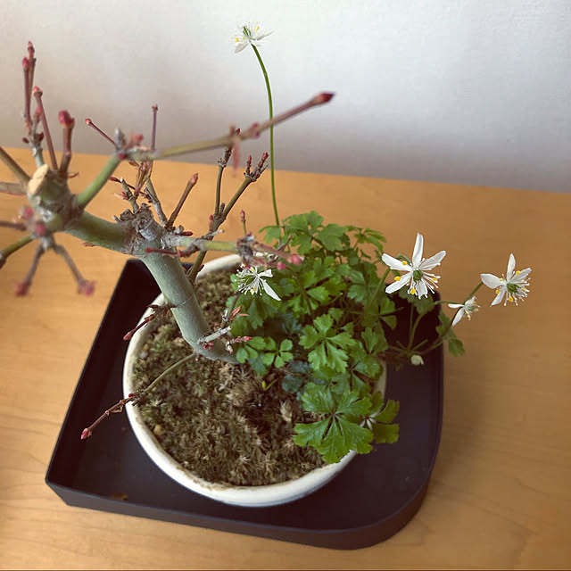 nukularaさんの実例写真