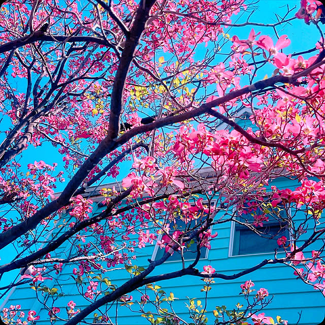 Ohigeさんの実例写真