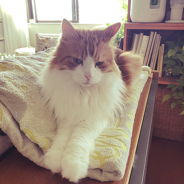 uchidaizuさんの実例写真
