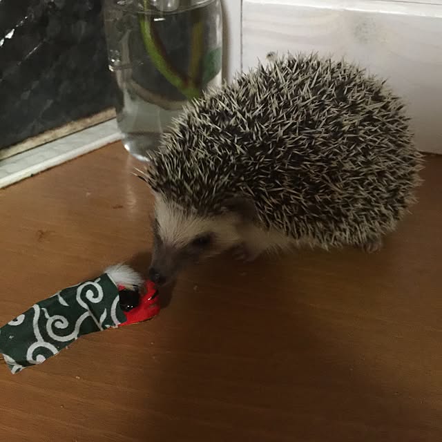 RURULOVEさんの実例写真