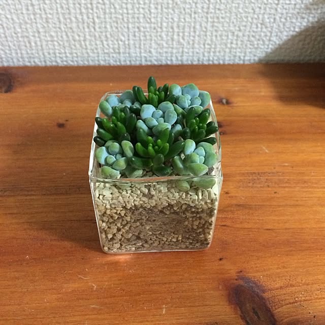 棚/多肉植物/観葉植物/植物のインテリア実例 - 2014-07-06 19:36:30