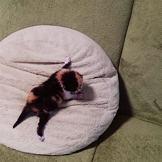 kuuaさんの実例写真