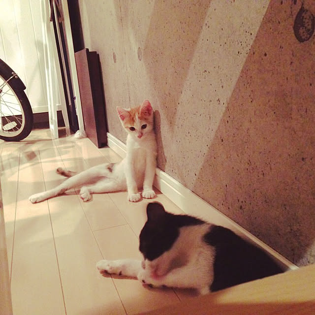 ziziguguさんの実例写真