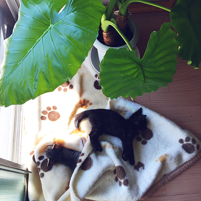 kusuttoさんの実例写真