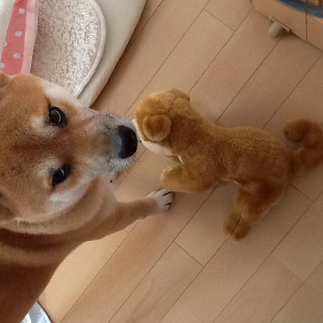kotaさんの実例写真
