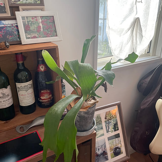 nattunさんの部屋