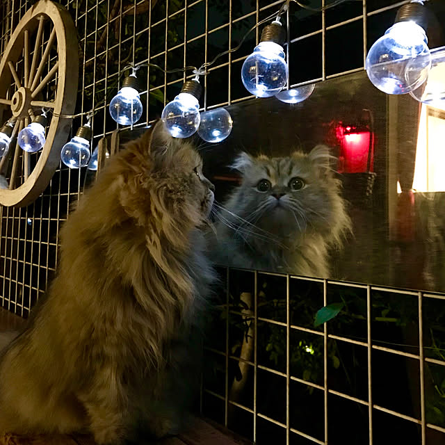 butachanさんの実例写真