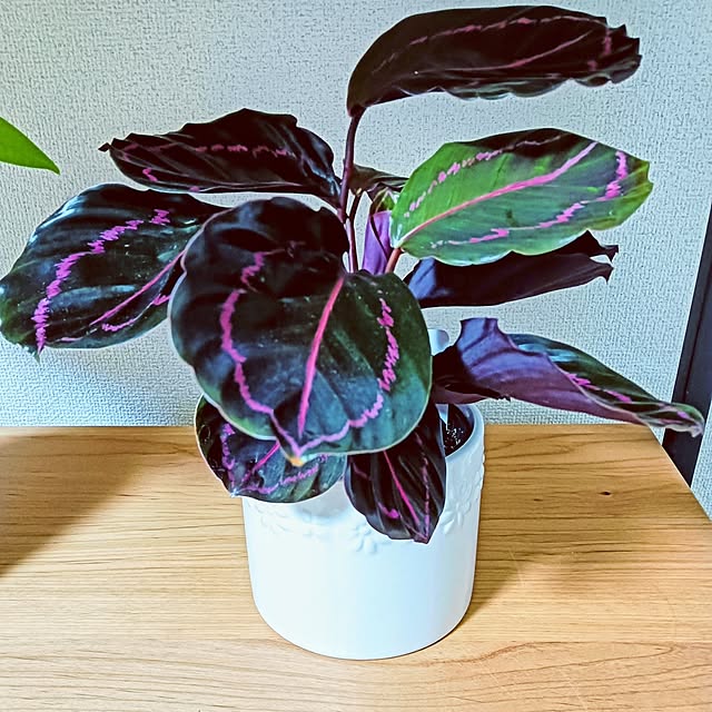hanachanさんの部屋