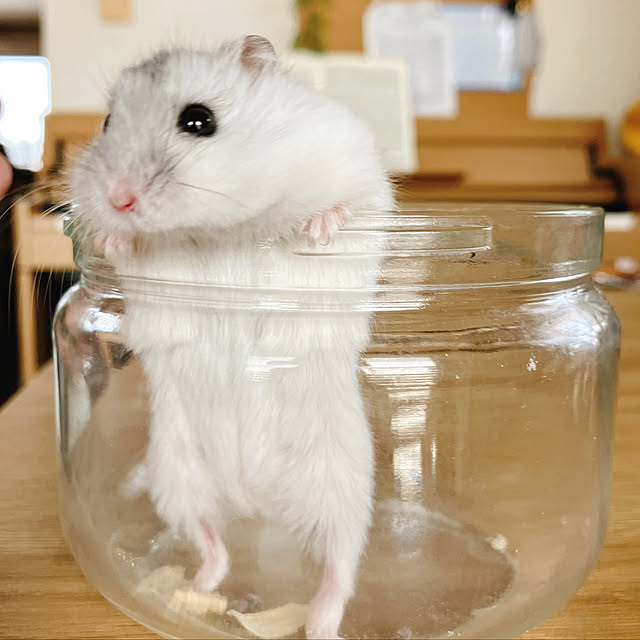 Chomeakiさんの実例写真