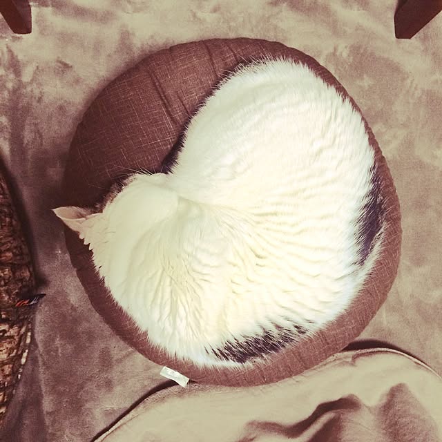 tigerさんの実例写真
