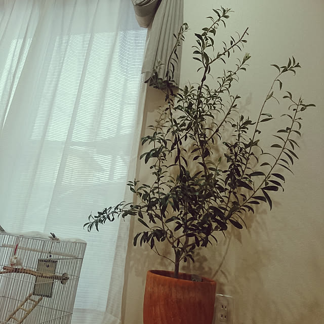 sango68さんの実例写真