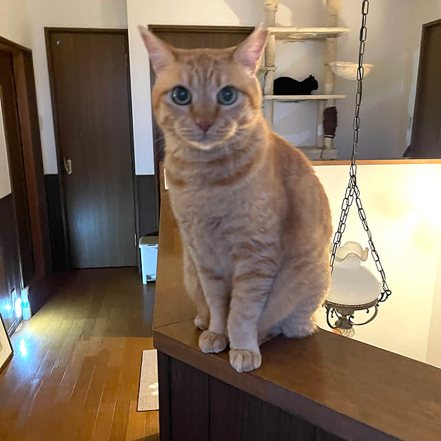 chikaさんの実例写真