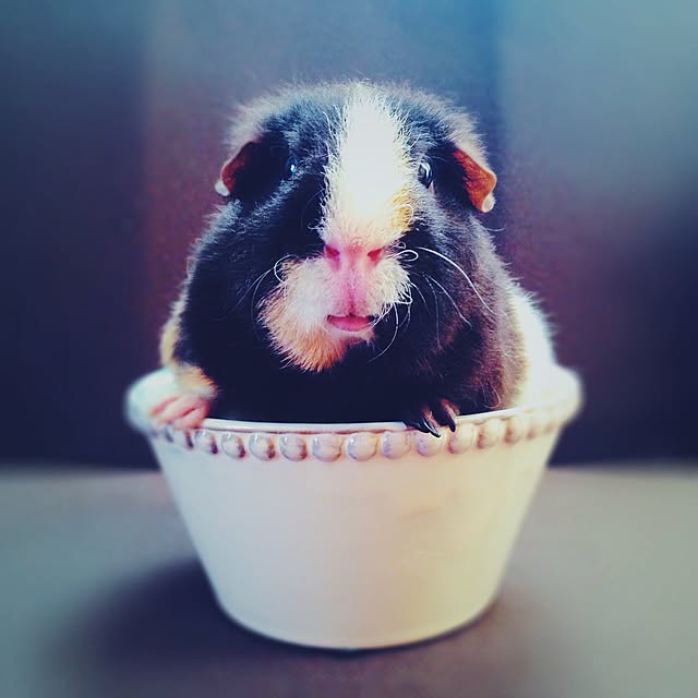 molmiyaさんの実例写真