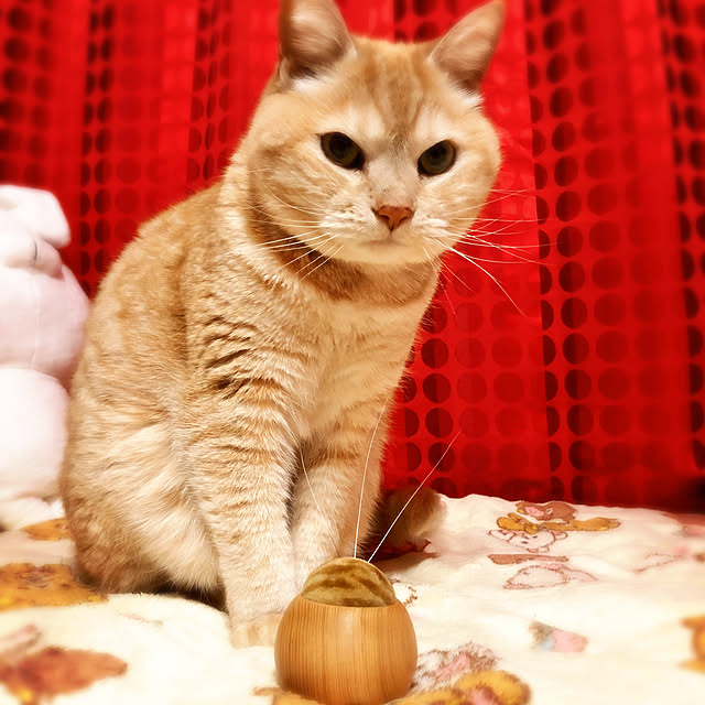 nekochikaさんの実例写真