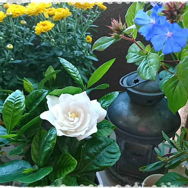 naoyo-2525さんの実例写真