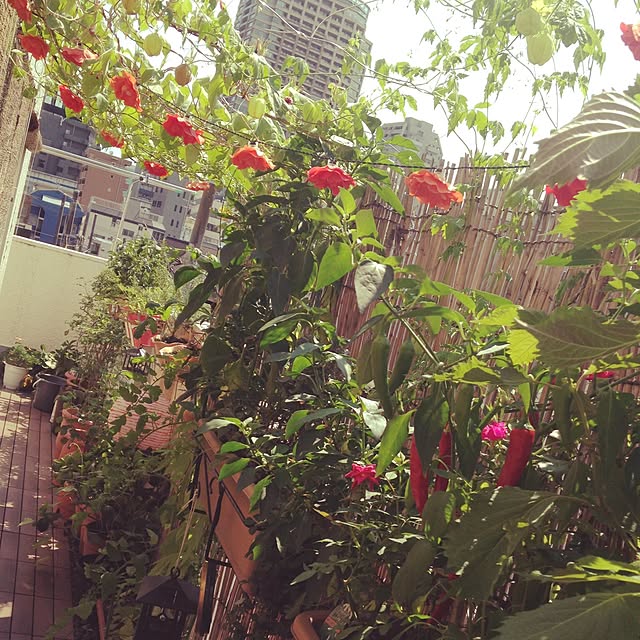 TPさんの実例写真