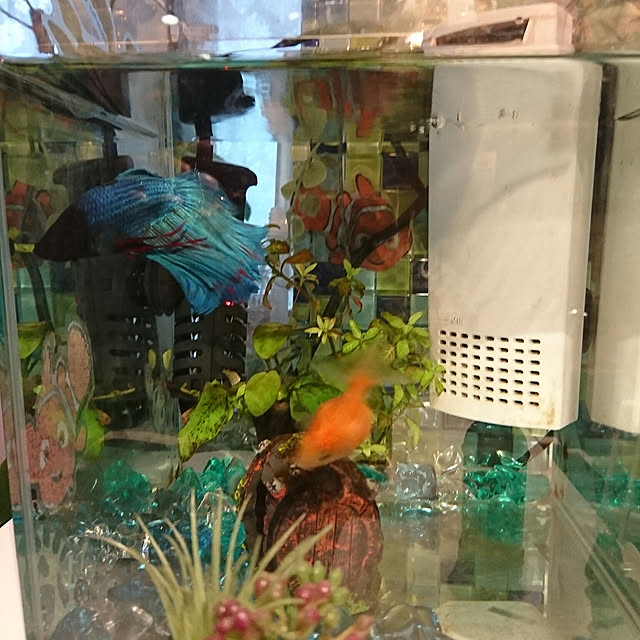 katcaさんの実例写真