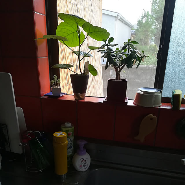 coco1204さんの実例写真