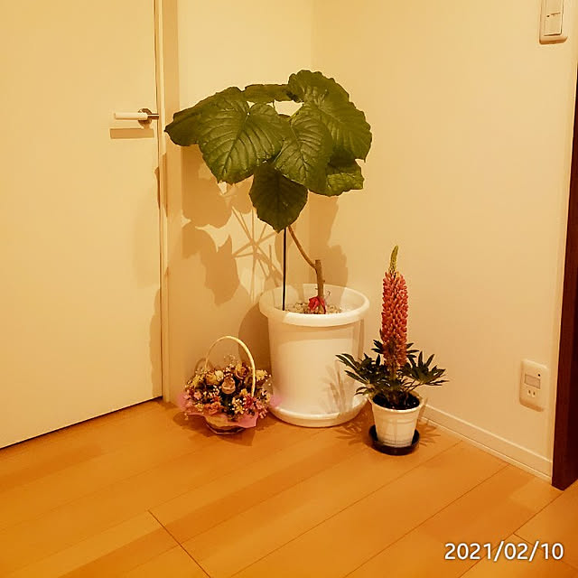 kimikimiさんの実例写真