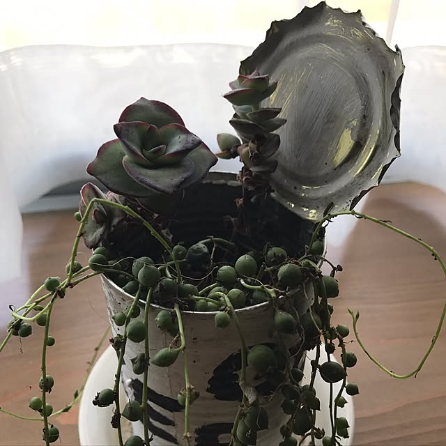goemamaさんの実例写真