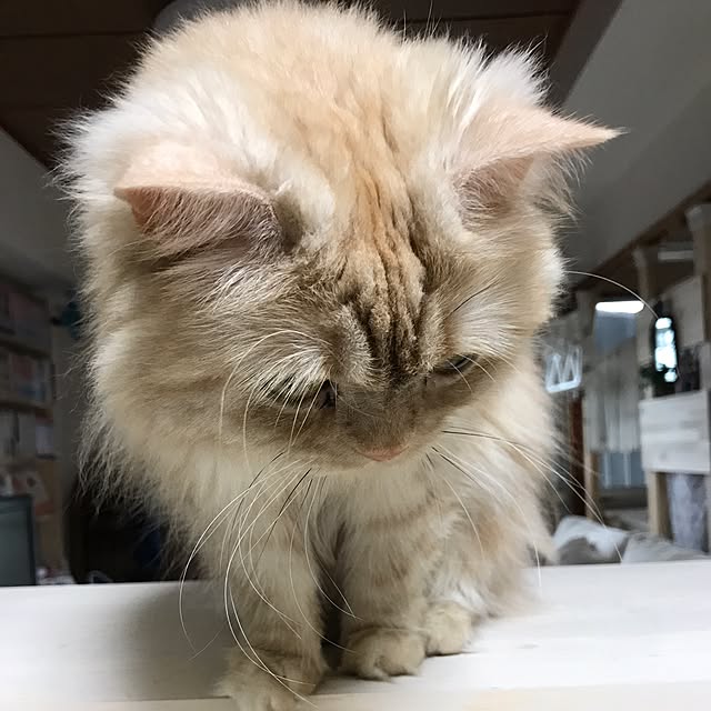 roseさんの実例写真