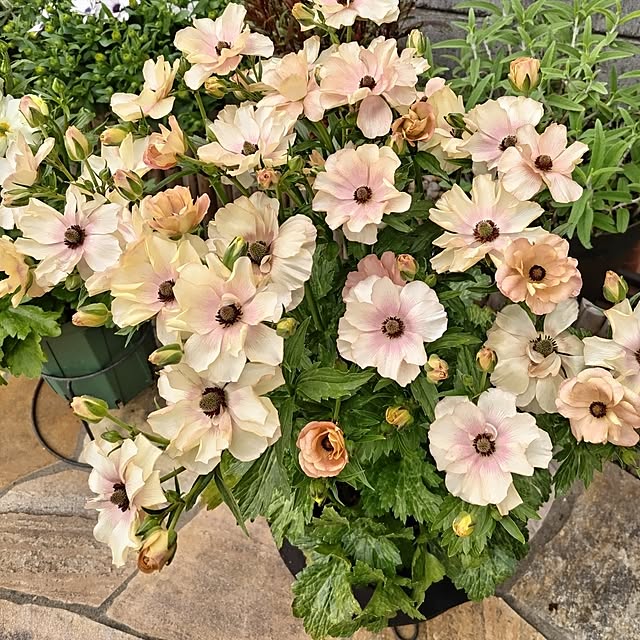 kuuさんの実例写真