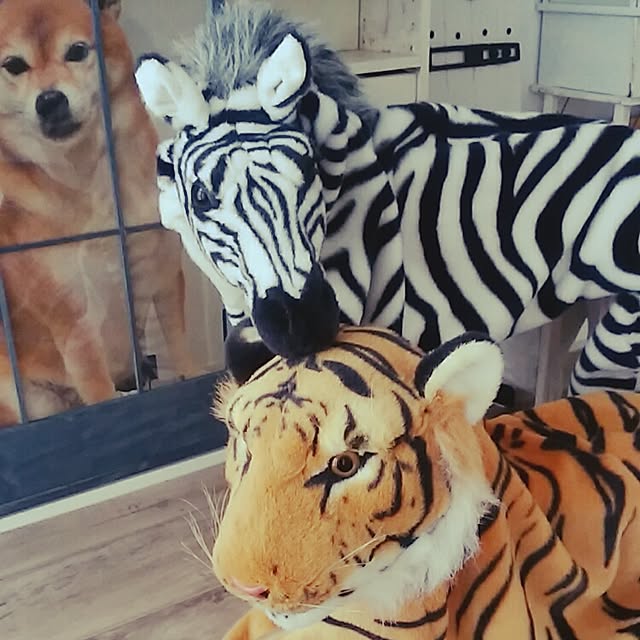 jankenkenさんの実例写真
