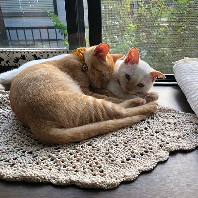 himetanさんの実例写真