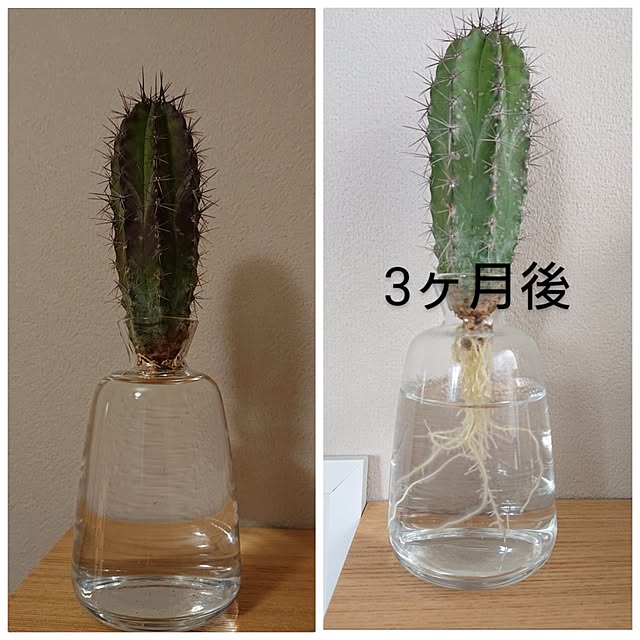 otokiさんの実例写真