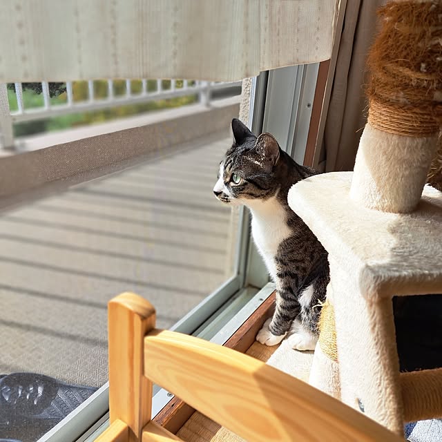shinoさんの部屋