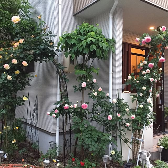 angelrose.yuuさんの実例写真